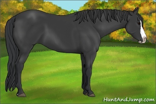 Horse Color:Black Splash 