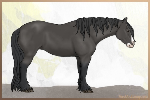 Horse Color:Black Splash