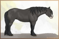 Horse Color:Black Splash