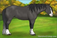 Horse Color:Black Splash 