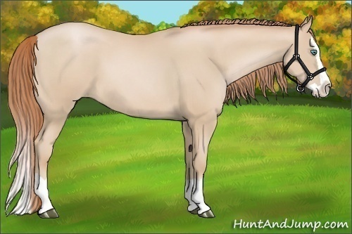 Horse Color:Smoky Black Pearl Splash 