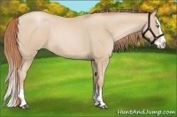 Horse Color:Smoky Black Pearl Splash 