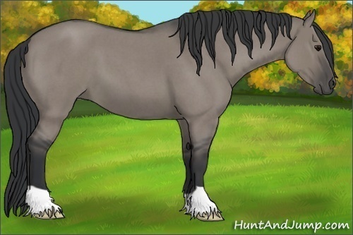 Horse Color:Grullo Roan 