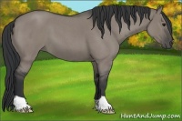 Horse Color:Grullo Roan 