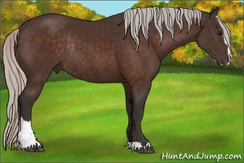 Horse Color:Silver Brown Sabino Rabicano 