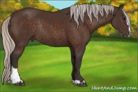 Horse Color:Silver Brown Sabino Rabicano 