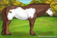 Horse Color:Chestnut Frame