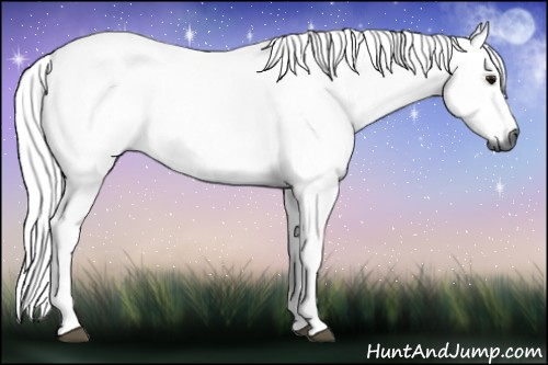 Horse Color:Gray Bay 