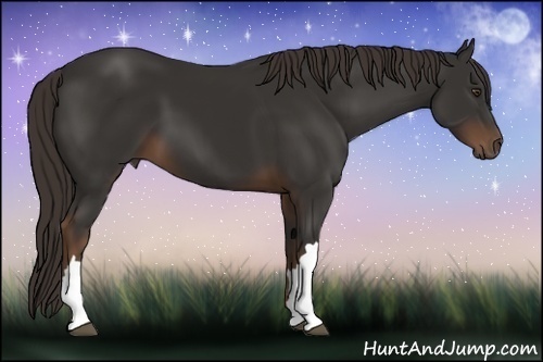 Horse Color:Liver Chestnut 