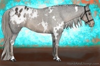 Horse Color:White Spotted Liver Chestnut Appaloosa