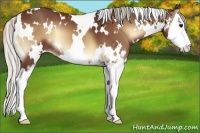 Horse Color:White Spotted Silver Bay Onyx Sabino Splash