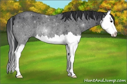 Horse Color:Blue Roan Splash Rabicano 