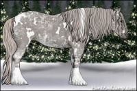 Horse Color:White Spotted Silver Black Ice Sabino 