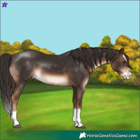 Horse Color:Liver Chestnut Splash 