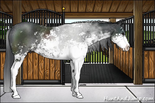 Horse Color:Black Sabino Rabicano 