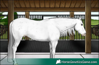 Horse Color:Black Sabino Rabicano 