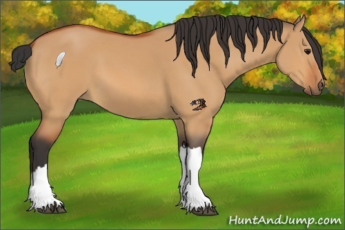 Horse Color:Bay Dun 
