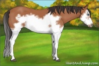 Horse Color:Bay Splash Frame