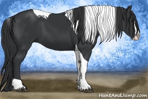 Horse Color:Black Splash Tobiano