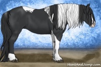 Horse Color:Black Splash Tobiano