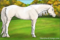 Horse Color:Gold Cream Champagne Pearl Tobiano
