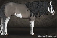 Horse Color:Grullo Splash Brindle