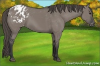 Horse Color:Grullo Appaloosa