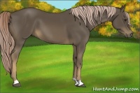 Horse Color:Chocolate Palomino 