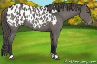 Horse Color:Grullo Appaloosa 