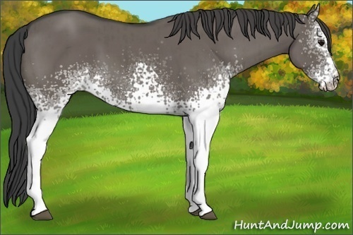 Horse Color:White Spotted Smoky Grullo Brindle 