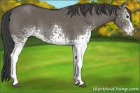 Horse Color:White Spotted Smoky Grullo Brindle 