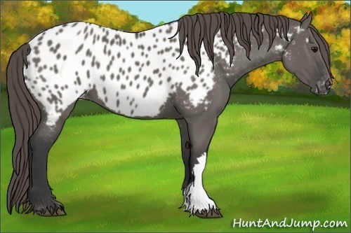 Horse Color:Grullo Appaloosa 