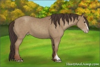 Horse Color:Classic Champagne Sabino