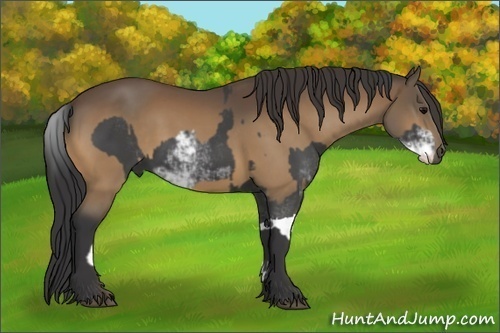 Horse Color:Black Sabino and Buckskin