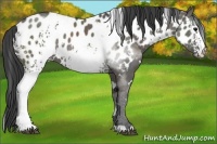 Horse Color:White Spotted Grullo Appaloosa 