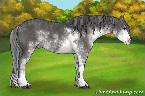 Horse Color:Black Sabino 
