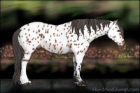 Horse Color:Bay Roan Near Leopard 
