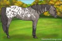 Horse Color:Grullo Appaloosa 
