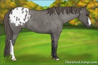 Horse Color:Grullo Appaloosa 
