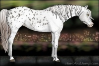 Horse Color:White Spotted Grullo Blanket
