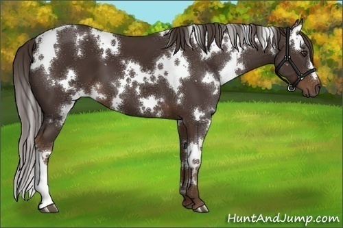 Horse Color:White Spotted Liver Chestnut