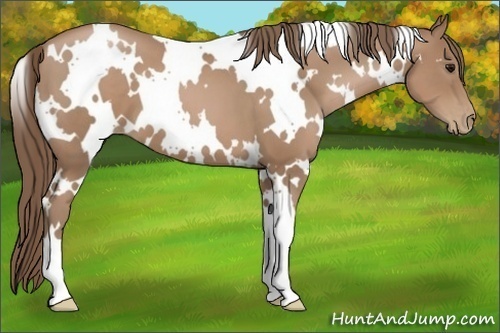 Horse Color:White Spotted Black Pearl