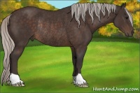 Horse Color:Silver Brown Rabicano 