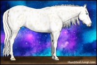 Horse Color:Cremello Appaloosa 