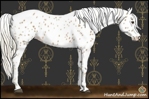 Horse Color:Palomino Leopard 