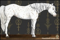 Horse Color:Palomino Leopard