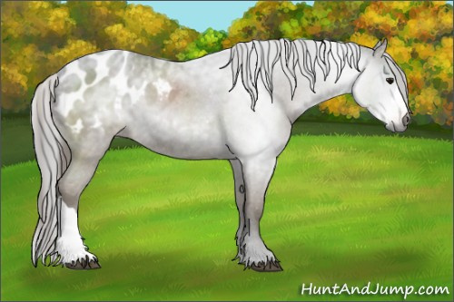 Horse Color:Gray Smoky Grullo Appaloosa