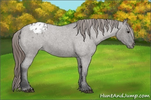 Horse Color:Grullo Roan Varnish 