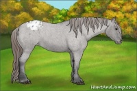 Horse Color:Grullo Roan Appaloosa 