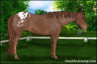 Horse Color:Chestnut Appaloosa 
